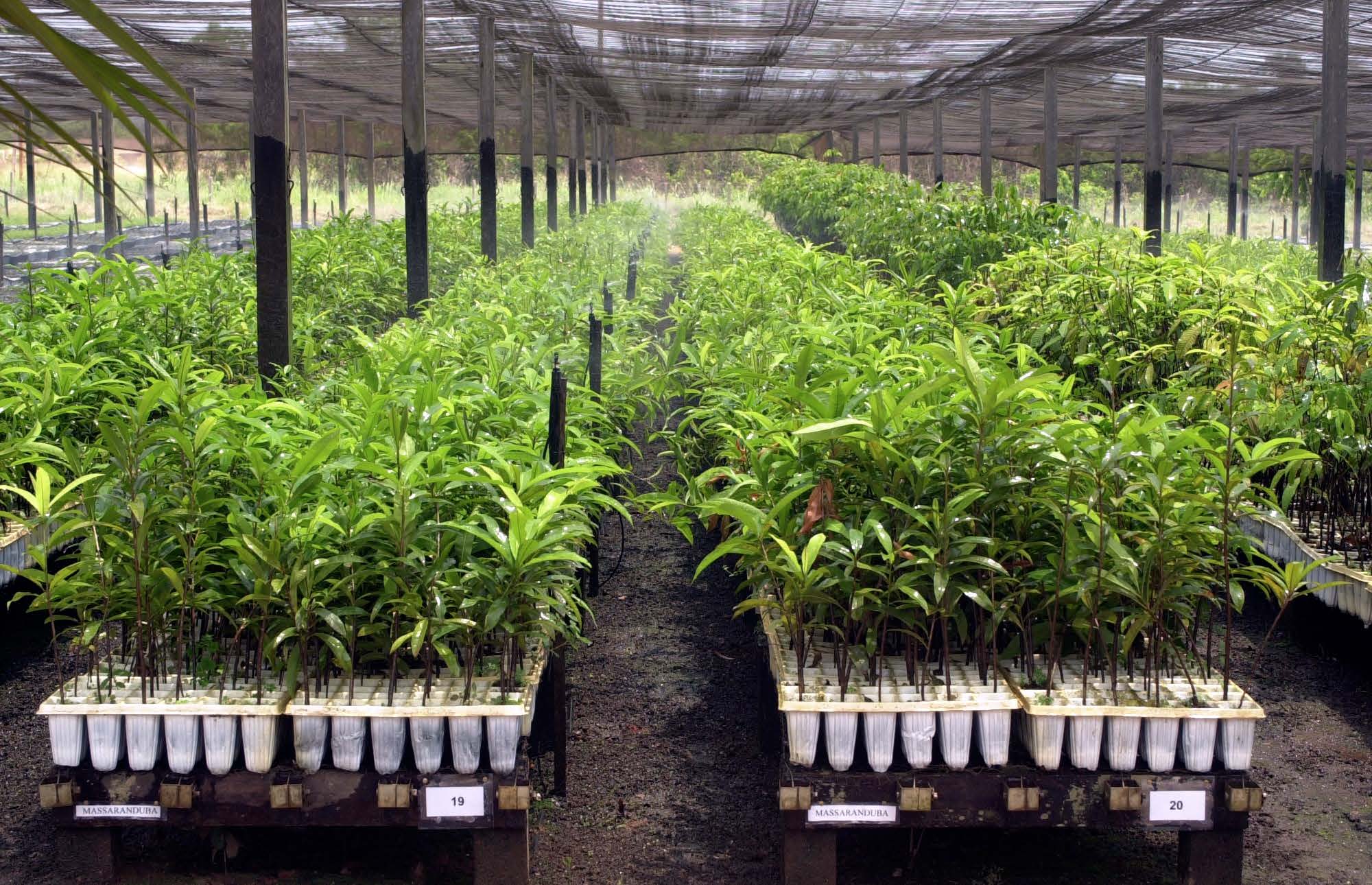 Brando'sPNIpresentation_Page_02